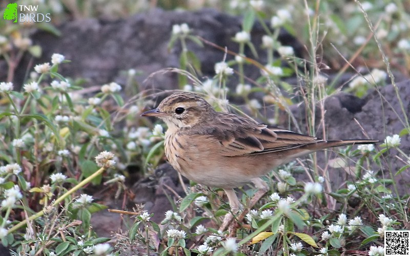 Paddy-field Pipit